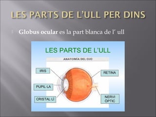  Globus ocular es la part blanca de l’ ull
 