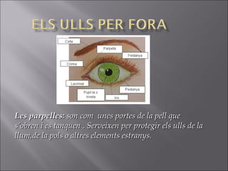 Les parpelles:Les parpelles: son com unesson com unes portes de la pell queportes de la pell que
s’obren i es tanquen . Serveixen per protegir els ulls de las’obren i es tanquen . Serveixen per protegir els ulls de la
llum,de la pols o altres elements estranys.llum,de la pols o altres elements estranys.
 