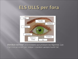 Glàndula lacrimalGlàndula lacrimal: es la bosseta que produeix les llàgrimes. Les: es la bosseta que produeix les llàgrimes. Les
llàgrimes serveixen per netejar i mantenir sempre humit l’ull.llàgrimes serveixen per netejar i mantenir sempre humit l’ull.
 