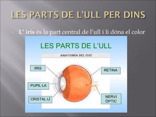 - L’ iris és la part central de l’ull i li dóna el color
 