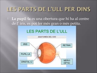  La pupil·la es una obertura que hi ha al centre
de l’ iris, es pot fer més gran o més petita.
 
