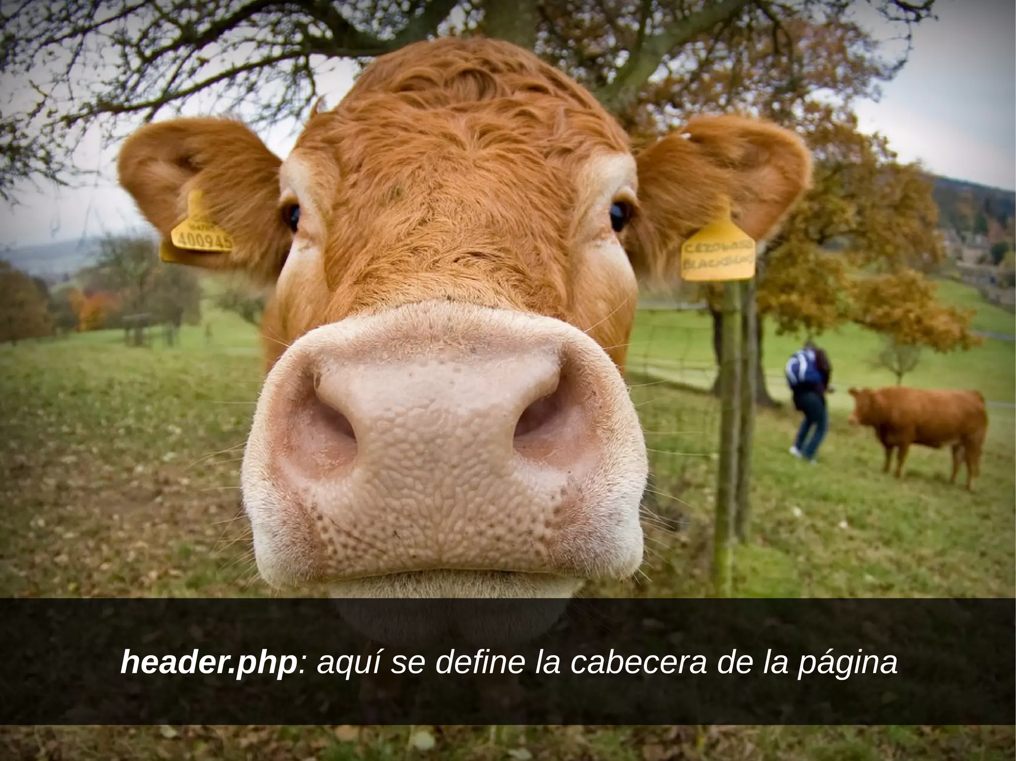 header.php: aquí se define la cabecera de la página
 