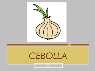 CEBOLLA
 