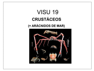 VISU 19
CRUSTÁCEOS
(+ ARÁCNIDOS DE MAR)
 