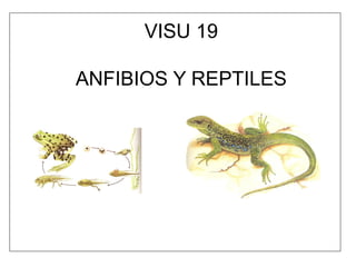 VISU 19
ANFIBIOS Y REPTILES
 