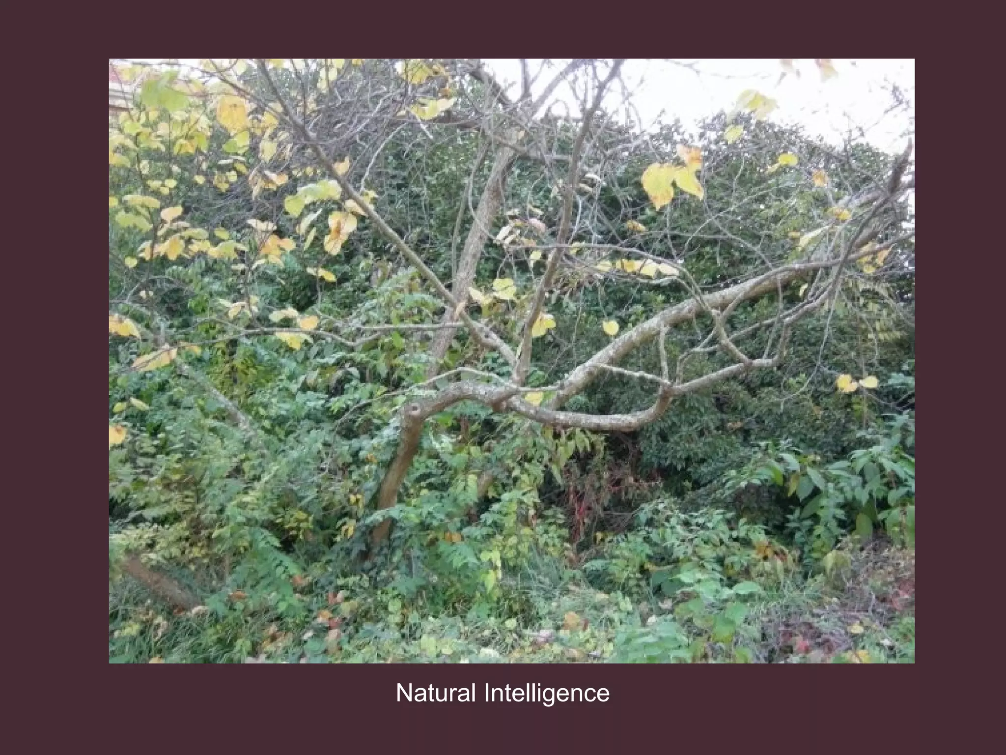 Natural Intelligence