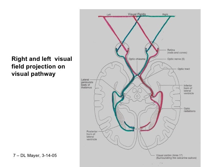 Visual field testing in pediatrics