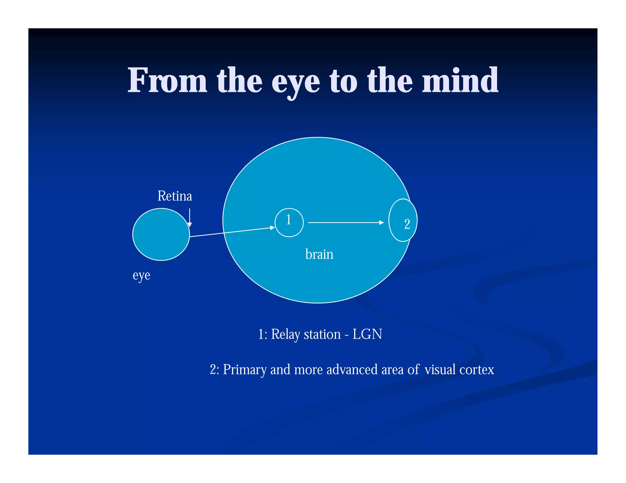 From the eye to the mind


      Retina
                            1                    2

                                brain
eye



                       1: R l t ti
                       1 Relay station - LGN

               2: Primary and more advanced area of visual cortex
 