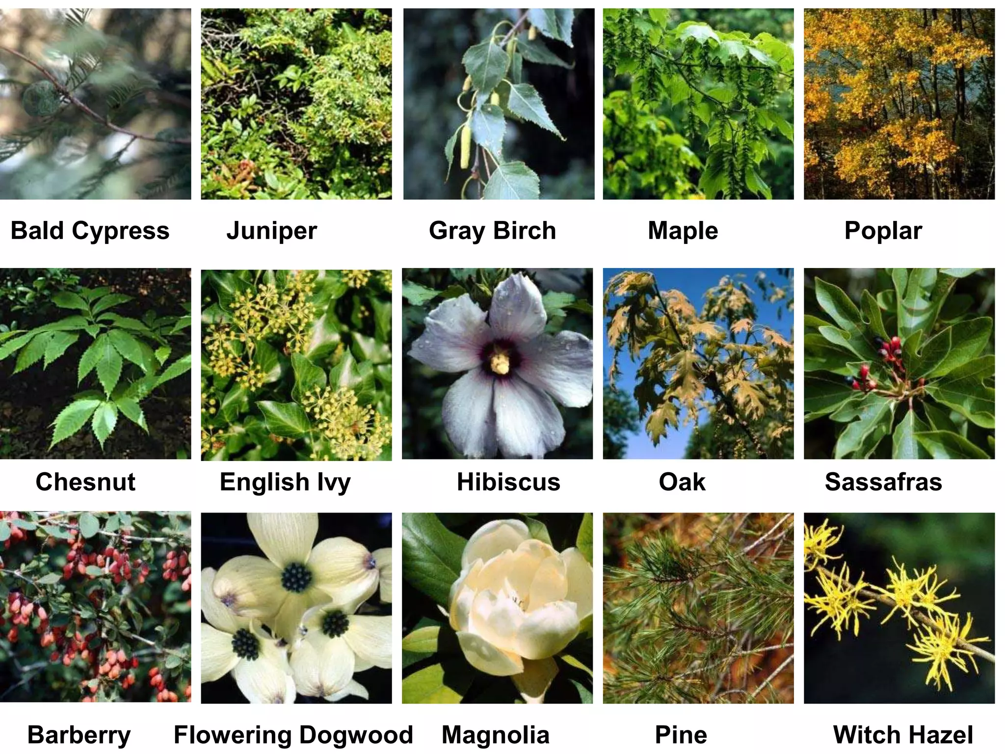 Bald Cypress Juniper Gray Birch Maple Poplar
Chesnut English Ivy Hibiscus Oak Sassafras
Barberry Flowering Dogwood Magnolia Pine Witch Hazel