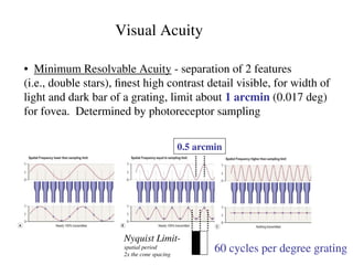 Comprehensive Overview of Visual Acuity and Its Limiting Factors in ...