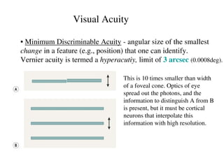 Comprehensive Overview of Visual Acuity and Its Limiting Factors in ...