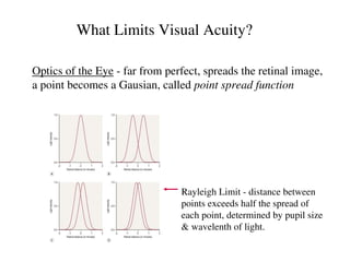 Comprehensive Overview of Visual Acuity and Its Limiting Factors in ...