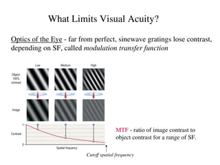 Comprehensive Overview of Visual Acuity and Its Limiting Factors in ...