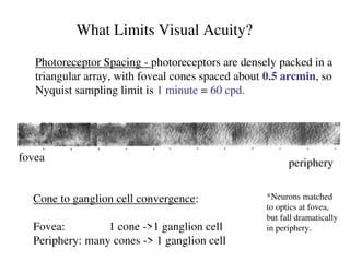 Comprehensive Overview of Visual Acuity and Its Limiting Factors in ...