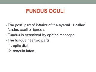 FUNDUS OCULI
• The post. part of interior of the eyeball is called
fundus oculi or fundus.
• Fundus is examined by ophthalmoscope.
• The fundus has two parts;
1. optic disk
2. macula lutea
 