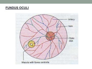 FUNDUS OCULI
 