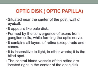 OPTIC DISK ( OPTIC PAPILLA)
• Situated near the center of the post. wall of
eyeball.
• It appears like pale disk.
• Formed by the convergence of axons from
ganglion cells, while forming the optic nerve.
• It contains all layers of retina except rods and
cones.
• It is insensitive to light, in other words; it is the
blind spot.
• The central blood vessels of the retina are
located right in the center of the optic disk.
 
