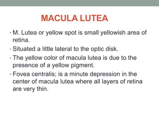 MACULA LUTEA
• M. Lutea or yellow spot is small yellowish area of
retina.
• Situated a little lateral to the optic disk.
• The yellow color of macula lutea is due to the
presence of a yellow pigment.
• Fovea centralis; is a minute depression in the
center of macula lutea where all layers of retina
are very thin.
 