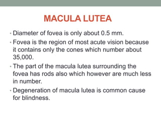 MACULA LUTEA
• Diameter of fovea is only about 0.5 mm.
• Fovea is the region of most acute vision because
it contains only the cones which number about
35,000.
• The part of the macula lutea surrounding the
fovea has rods also which however are much less
in number.
• Degeneration of macula lutea is common cause
for blindness.
 