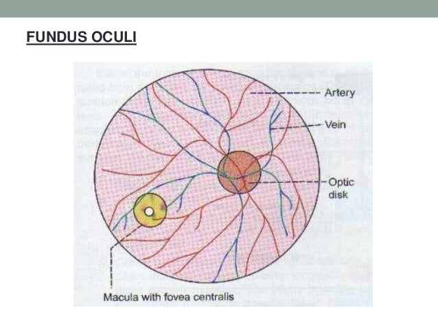 fundus u 2 visual acuity lens and fundus oculi fundus u 2 visual acuity lens and fundus oculi
