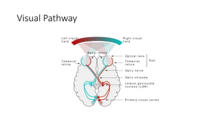 Visual Acuity and Its Importance in life | PPTX