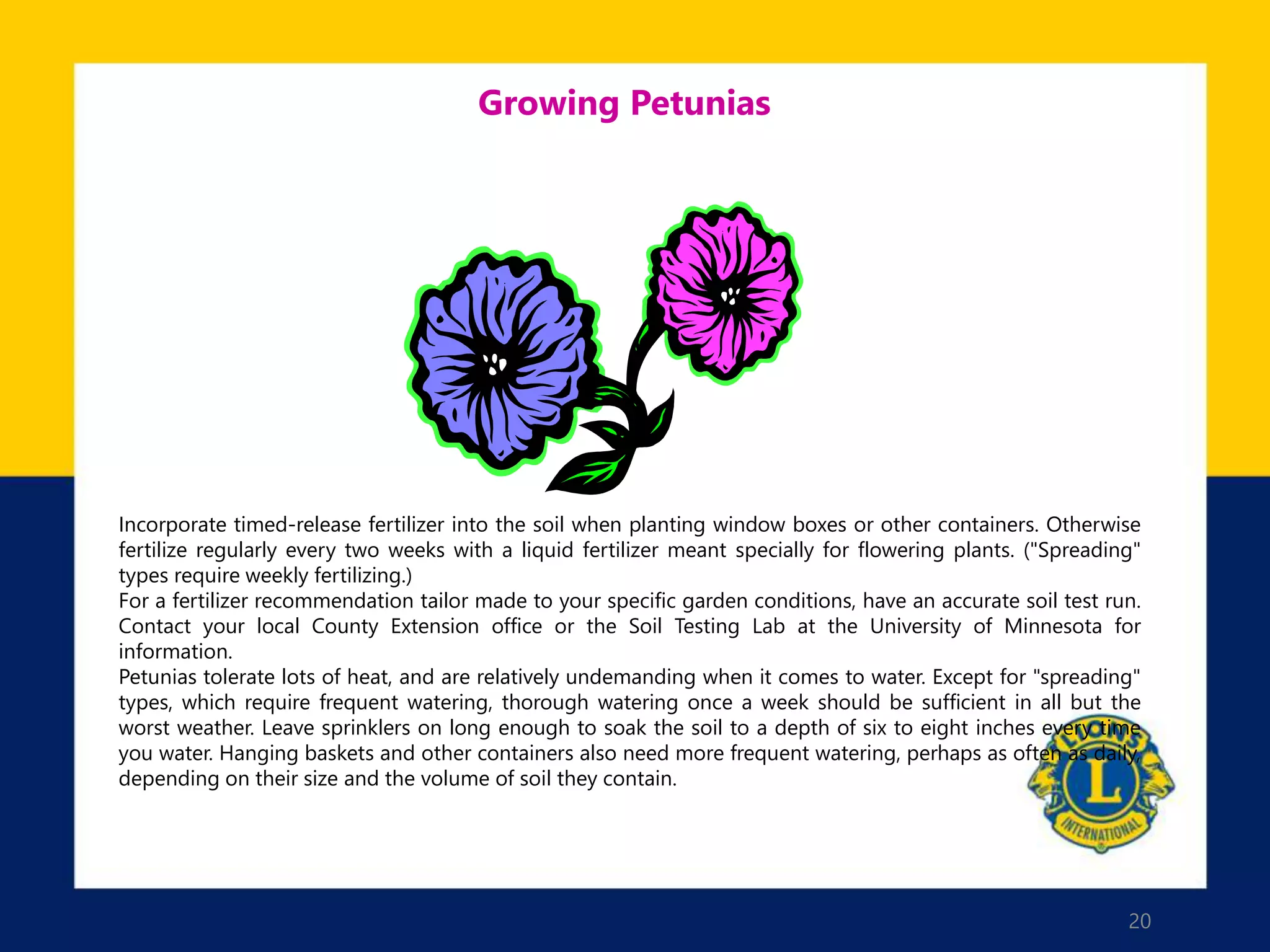 20
Growing Petunias
Incorporate timed-release fertilizer into the soil when planting window boxes or other containers. Otherwise
fertilize regularly every two weeks with a liquid fertilizer meant specially for flowering plants. ("Spreading"
types require weekly fertilizing.)
For a fertilizer recommendation tailor made to your specific garden conditions, have an accurate soil test run.
Contact your local County Extension office or the Soil Testing Lab at the University of Minnesota for
information.
Petunias tolerate lots of heat, and are relatively undemanding when it comes to water. Except for "spreading"
types, which require frequent watering, thorough watering once a week should be sufficient in all but the
worst weather. Leave sprinklers on long enough to soak the soil to a depth of six to eight inches every time
you water. Hanging baskets and other containers also need more frequent watering, perhaps as often as daily,
depending on their size and the volume of soil they contain.
 