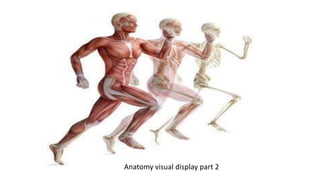 Anatomy visual display part 2
 