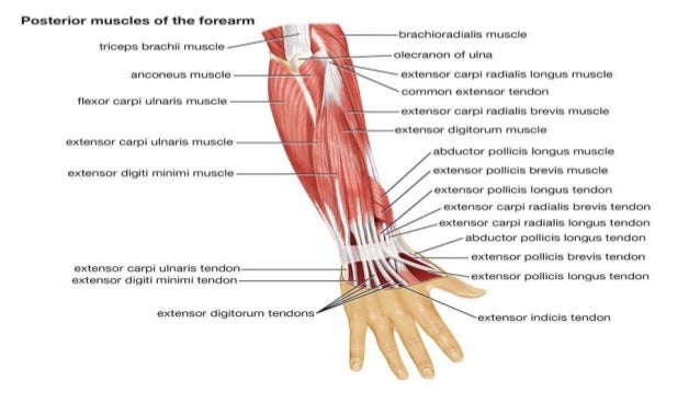 Anatomy 3