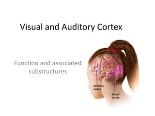 Visual and Auditory Cortex Function and associated substructures 