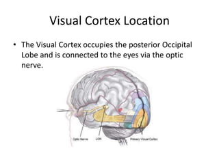 Visual Cortex Location<br />The Visual Cortex occupies the posterior Occipital Lobe and is connected to the eyes via the o...