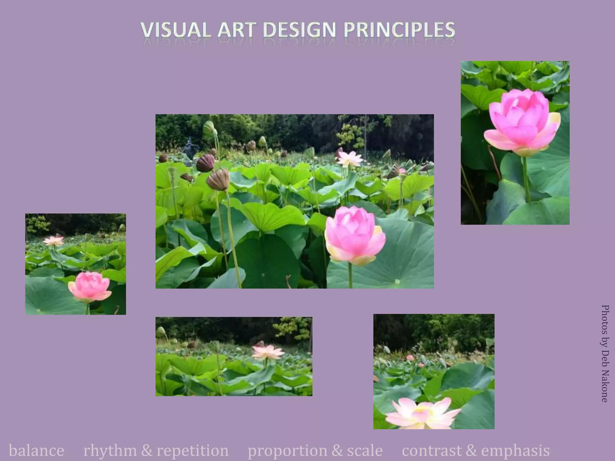 balance rhythm & repetition proportion & scale contrast & emphasis
PhotosbyDebNakone
 