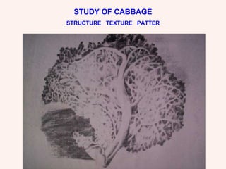 STUDY OF CABBAGE STRUCTURE  TEXTURE  PATTER 