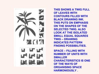 THIS SHOWS A TWIG FULL OF LEAVES WITH CONTOURS FILLED WITH BLACK DRAWING INK. THIS PUTS ON EMPHASIS ON THE SHAPES OF THE SELECTED TWIG. ALSO LOOK AT THE ISOLATED SMALL EQUAL SQUARES TWIG – DRAWING INDICATES PATTERN FINDING POSSIBILITIES. SPACE – FILLING WITH NUMBER OF UNITS WITH SMALLER CHARACTERISTICS IS ONE OF THE WAYS OF ORGANISING SPACE HARMONIOUSLY . 