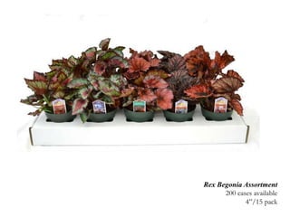 Rex Begonia Assortment200 cases available4”/15 pack