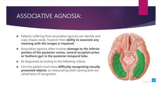 ASSOCIATIVE AGNOSIA:
 Patients suffering from associative agnosia can identify and
copy shapes easily, however their ability to associate any
meaning with the images is impaired.
 Associative agnosia often involves damage to the inferior
portion of the posterior cortex, ventral occipital cortex
or fusiform gyri in the posterior temporal lobe.
 Its diagnosed according to the following criteria:
 First the patient must show difficulty recognising visually
presented objects, as measured by both naming and non
verbal tests of recognition.
 