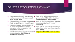 OBJECT RECOGNITION PATHWAY:
 The object recognition in both monkeys
and humans consist of interconnected
set of cortical areas.
 The pathways lie adjacent to the primary
visual cortex (V1) in the occipital region.
 The cortical analysis of object begins at
V1, where information like contour,
orientation, colour composition and
brightness is processed.
 The information then projects forward to
the interdigitating thin, thick and
interstriped region in V2.
 After the V2 region the neural signals
proceeds from V2 to V4 to the lateral
and ventromedial hemispheres.
 From V4 the signals transfer to posterior
temporal region just in front of V4
called TEO.
 From both V4 and TEO signals related to
object form, colour and texture transfers
to TE region.
 Together TEO and TE forms IT cortex.
 