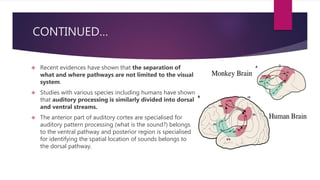 CONTINUED…
 Recent evidences have shown that the separation of
what and where pathways are not limited to the visual
system.
 Studies with various species including humans have shown
that auditory processing is similarly divided into dorsal
and ventral streams.
 The anterior part of auditory cortex are specialised for
auditory pattern processing (what is the sound?) belongs
to the ventral pathway and posterior region is specialised
for identifying the spatial location of sounds belongs to
the dorsal pathway.
 