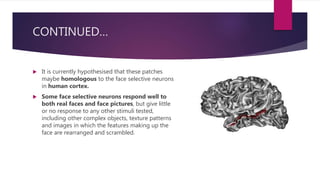 CONTINUED…
 It is currently hypothesised that these patches
maybe homologous to the face selective neurons
in human cortex.
 Some face selective neurons respond well to
both real faces and face pictures, but give little
or no response to any other stimuli tested,
including other complex objects, texture patterns
and images in which the features making up the
face are rearranged and scrambled.
 