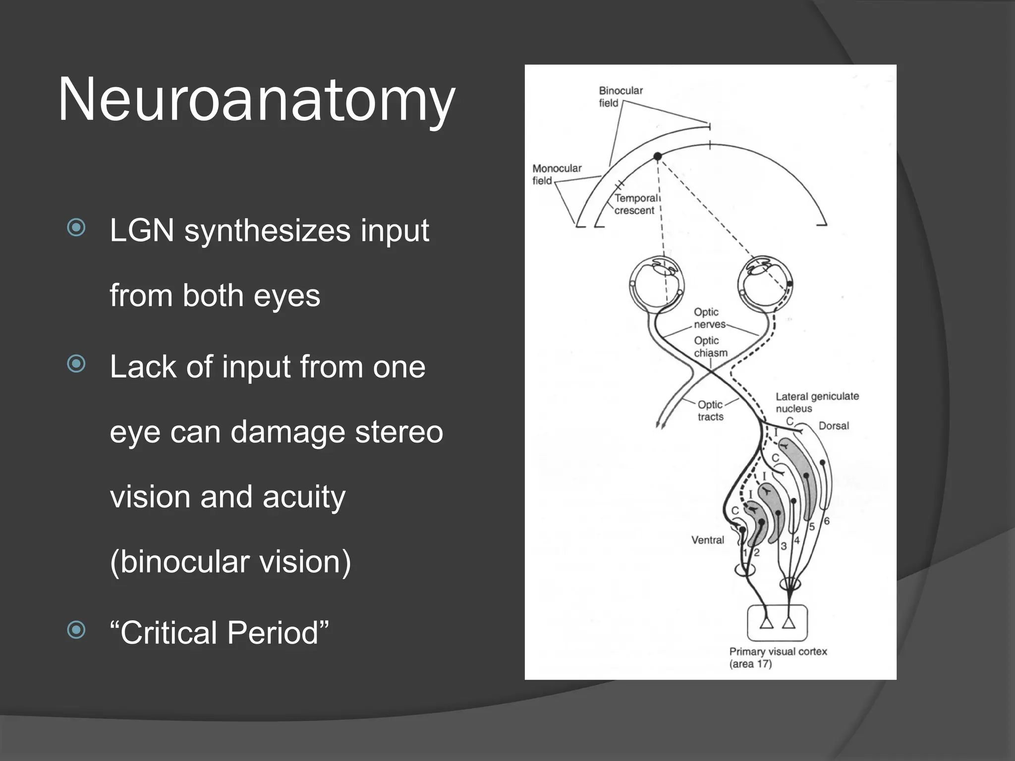 Neuroanatomy
 LGN synthesizes input
from both eyes
 Lack of input from one
eye can damage stereo
vision and acuity
(binocular vision)
 “Critical Period”
 
