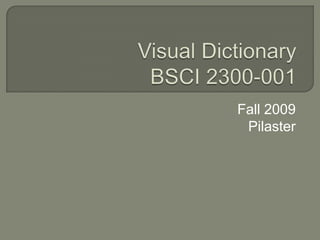 Visual DictionaryBSCI 2300-001  Fall 2009 Pilaster 