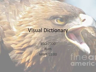 Visual Dictionary BSCI 2300 Ruth MWF 11:00 