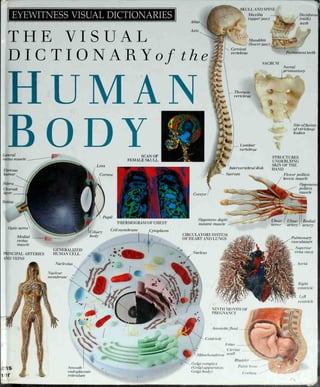 EYEWITNESS VISUAL DICTIONARIES
THE VISUAL
DICTIONARYo/i/ze
HUMA
BODYLateral
rectus muscle
Vitreous
humor
Sclera
Choroid
layer
Retina
SCAN OF
FEMALE SKULL
Cornea
Pupil
KULL AND SPINE
Maxilla
(upperjaw)
^
Deciduous
(milk)
teeth
Mandible
(lowerjaw)
»-u3
SACRUM
Permanent teeth
Sacral
promontory
Thoracic
vertebrae
Lumbar-
vertebrae
Intervertebral disk
Sacrum
Site offusion
ofvertebral
bodies
STRUCTURES
UNDERLYING
SKIN OF THE
HAND
Flexor pollicis
brevis muscle
Coccyx i
Optic nerve
Medial
rectus
muscle
PRINCIPAL ARTERIES
AND VEINS
Ciliary
body
THERMOGRAM OF CHEST
Cell membrane Cytoplasm
GENERALIZED
HUMAN CELL
Nucleolus
Nuclear
membrane
Opponens digiti
minimi muscle
CIRCULATORY SYSTEM
OF HEART AND LUNGS
Nucleus
Opponens
pollicis
muscle
Ulnar/ Ulnar
nerve artery
Radial
artery
Pulmonary
vasculature
Superior
vena cava
Aorta
Right
ventricle
Left
ventricle
Smooth
endoplasmic
reticulum
NINTH MONTH OF
PREGNANCY
Amnioticfluid _
Centriole
Fetus —
Uterine
Mitochondrion wa^
Bladder
Golgi complex _ . . ,
(Golgi apparat us;
Publc bone
Golgibody) Urethra
 