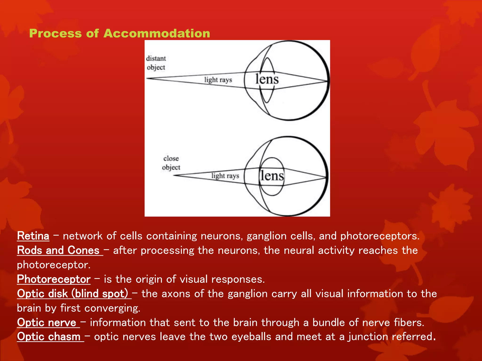 Process of Accommodation
Retina – network of cells containing neurons, ganglion cells, and photoreceptors.
Rods and Cones – after processing the neurons, the neural activity reaches the
photoreceptor.
Photoreceptor – is the origin of visual responses.
Optic disk (blind spot) – the axons of the ganglion carry all visual information to the
brain by first converging.
Optic nerve – information that sent to the brain through a bundle of nerve fibers.
Optic chasm – optic nerves leave the two eyeballs and meet at a junction referred.
 