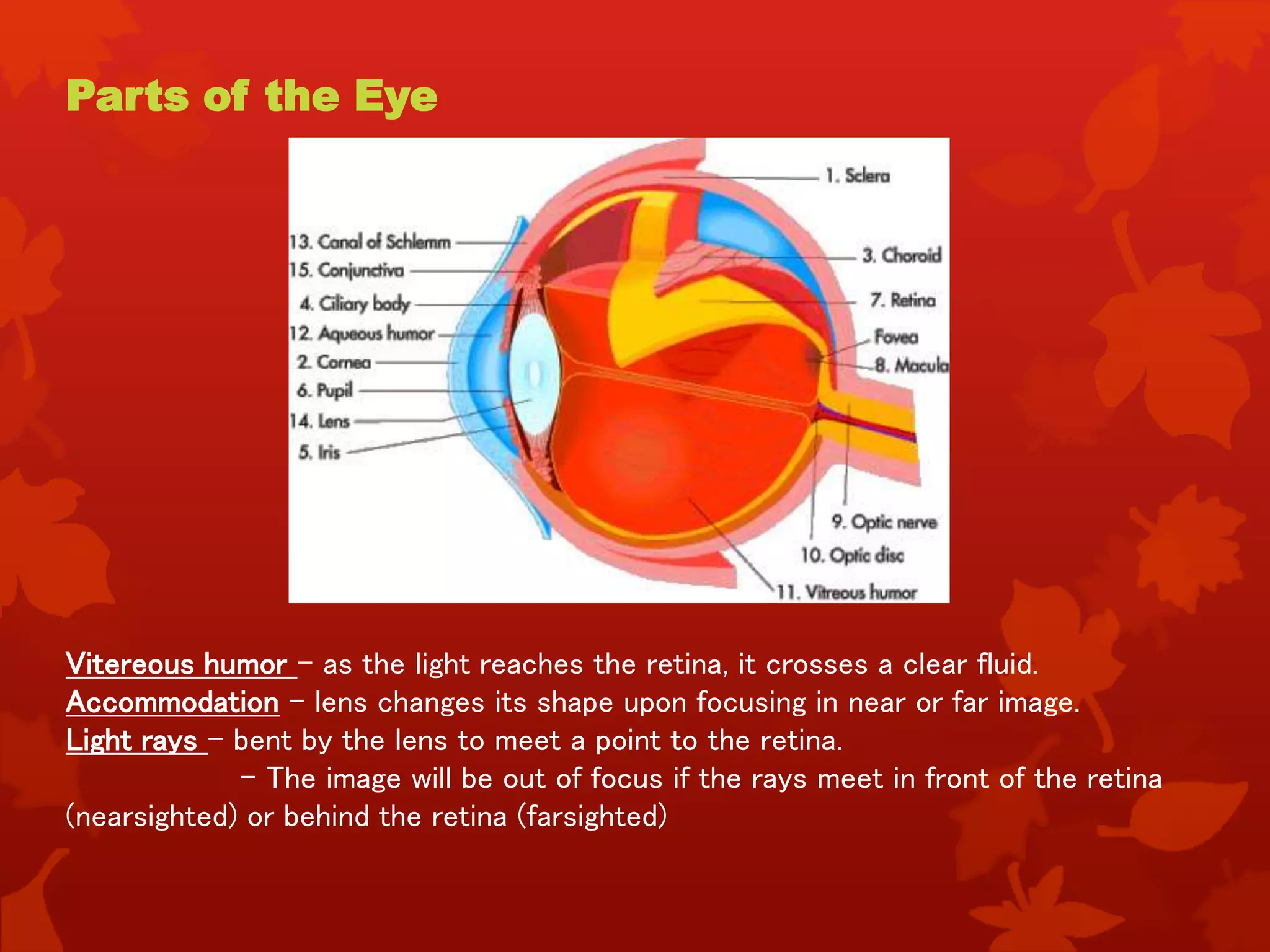 Parts of the Eye
Vitereous humor – as the light reaches the retina, it crosses a clear fluid.
Accommodation – lens changes its shape upon focusing in near or far image.
Light rays – bent by the lens to meet a point to the retina.
- The image will be out of focus if the rays meet in front of the retina
(nearsighted) or behind the retina (farsighted)
 
