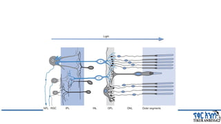 Comprehensive Overview of Visual Evoked Potentials in Neurology | PPTX