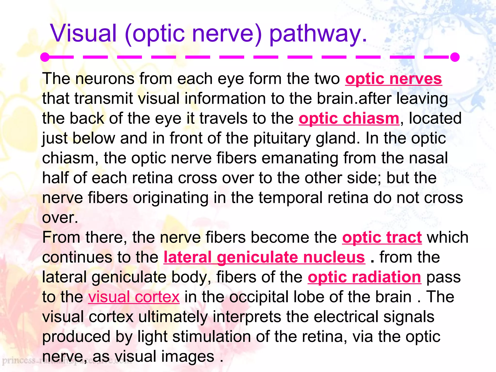 The neurons from each eye form the two optic nerves
that transmit visual information to the brain.after leaving
the back of the eye it travels to the optic chiasm, located
just below and in front of the pituitary gland. In the optic
chiasm, the optic nerve fibers emanating from the nasal
half of each retina cross over to the other side; but the
nerve fibers originating in the temporal retina do not cross
over.
From there, the nerve fibers become the optic tract which
continues to the lateral geniculate nucleus . from the
lateral geniculate body, fibers of the optic radiation pass
to the visual cortex in the occipital lobe of the brain . The
visual cortex ultimately interprets the electrical signals
produced by light stimulation of the retina, via the optic
nerve, as visual images .
Visual (optic nerve) pathway.
 