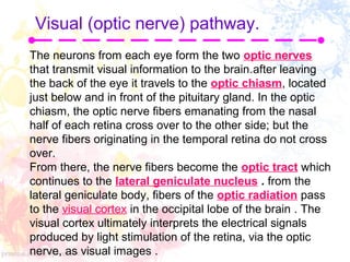 Visual (optic nerve) pathway.
The neurons from each eye form the two optic nerves
that transmit visual information to the brain.after leaving
the back of the eye it travels to the optic chiasm, located
just below and in front of the pituitary gland. In the optic
chiasm, the optic nerve fibers emanating from the nasal
half of each retina cross over to the other side; but the
nerve fibers originating in the temporal retina do not cross
over.
From there, the nerve fibers become the optic tract which
continues to the lateral geniculate nucleus . from the
lateral geniculate body, fibers of the optic radiation pass
to the visual cortex in the occipital lobe of the brain . The
visual cortex ultimately interprets the electrical signals
produced by light stimulation of the retina, via the optic
nerve, as visual images .

 
