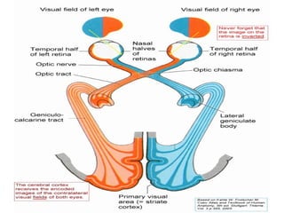 Visual field | PPT