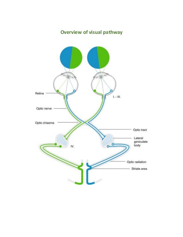 Overview of visual pathway
 