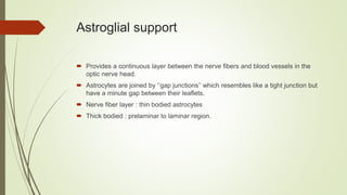 Astroglial support
 Provides a continuous layer between the nerve fibers and blood vessels in the
optic nerve head.
 Astrocytes are joined by ‘’gap junctions’’ which resembles like a tight junction but
have a minute gap between their leaflets.
 Nerve fiber layer : thin bodied astrocytes
 Thick bodied : prelaminar to laminar region.
 